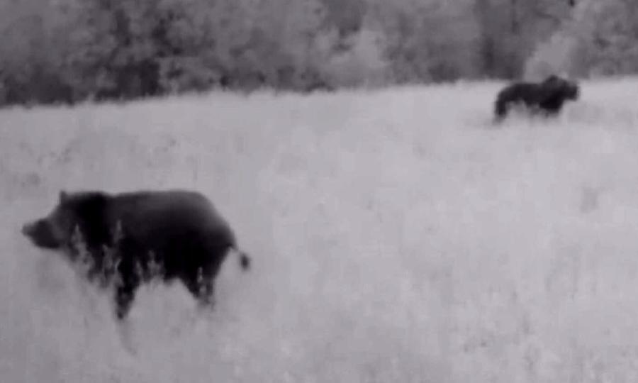  Фотоловушка в Лекшмозерье зафиксировала редкую встречу медведя и кабана